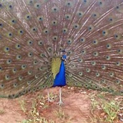 Timeline: samantha time line