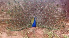 Timeline: samantha time line