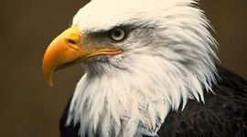 Timeline: U.S. History Timeline, Aa. Hungerford