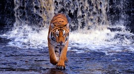 Timeline: U.S. History Timeline, J. Forrester