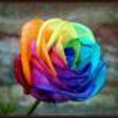 Timeline: linea temporal