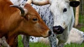 Timeline: FROZEN BEEF EXPORT 1888/1895 SABRINA POLI