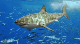 Timeline: Jack London 1900-1910