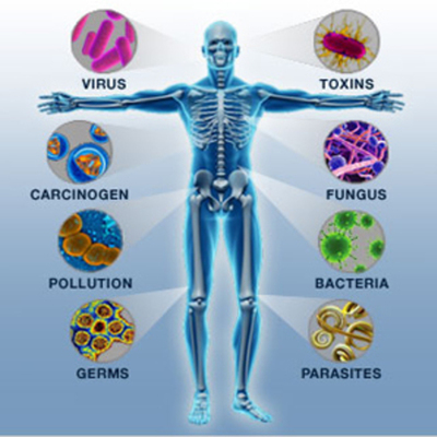 Timeline: Immune System Timeline