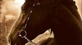 Timeline: War Horse Timeline