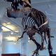 250px stan the trex at manchester museum