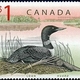 Canadian loon