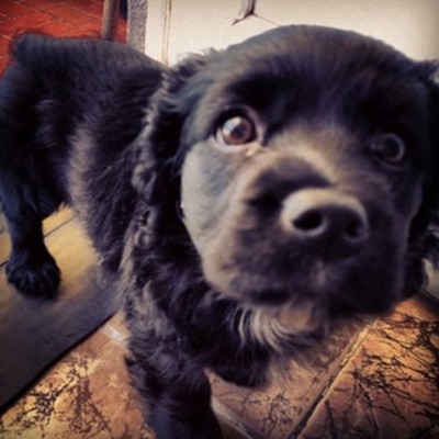 Timeline: Vida de perros