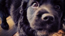 Timeline: Vida de perros