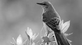 Timeline: Harper Lee