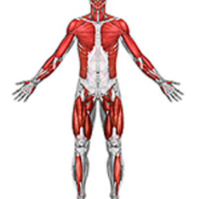 Timeline: Impact of the Scientific Revolution on Anatomy