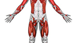 Timeline: Impact of the Scientific Revolution on Anatomy