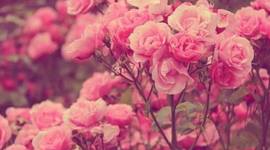 Timeline: karen varela