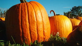 Timeline: October Activities!