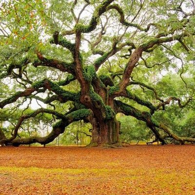 Timeline: My Life Continued