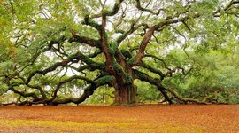 Timeline: My Life Continued