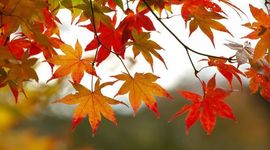 Timeline: Fall Semester - Major Tests