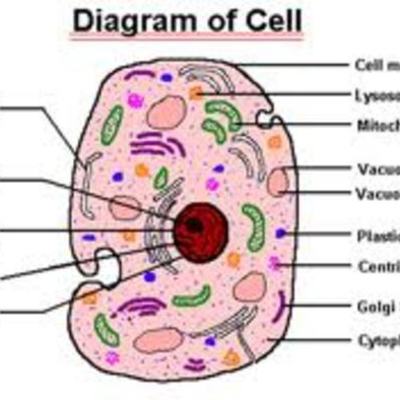 Timeline: Cell Theory