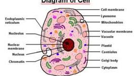 Timeline: Cell Theory