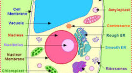 Timeline: Cell Timeline