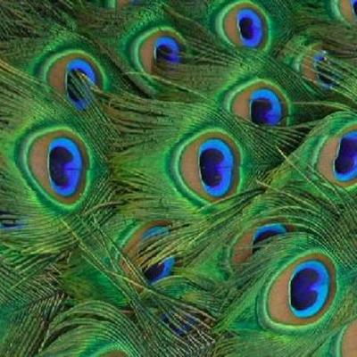 Timeline: Línea del tiempo