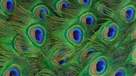 Timeline: Línea del tiempo