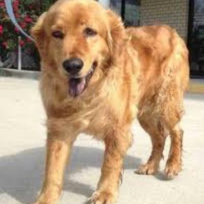 Timeline: when my dog died