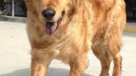 Timeline: when my dog died