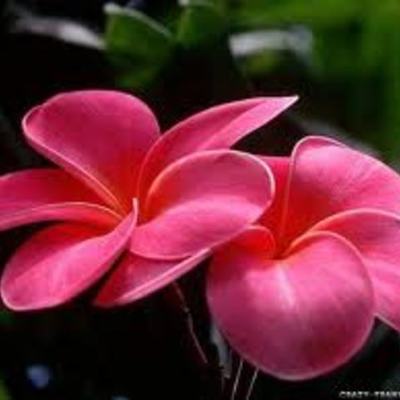 Timeline: History of Animation