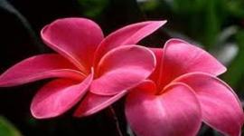 Timeline: History of Animation