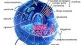 Timeline: Cell Theory Timeline