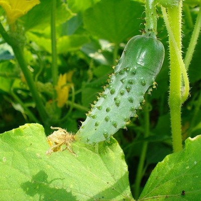 Timeline: Проращивание семян огурцов