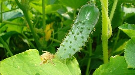 Timeline: Проращивание семян огурцов