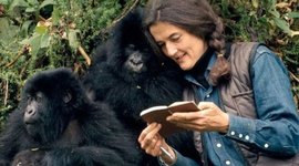 Timeline: Dian Fossey