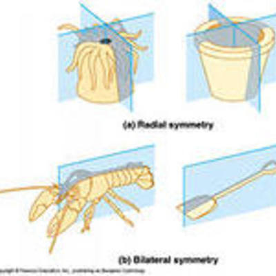 Timeline: Проект "Симметрия вокруг нас"