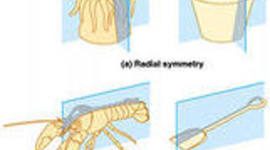 Timeline: Проект "Симметрия вокруг нас"