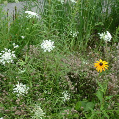 Timeline: NH Rules Timeline