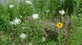 Timeline: NH Rules Timeline