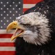 Ccf3ae137dab641329b6e3bb1116410a 1