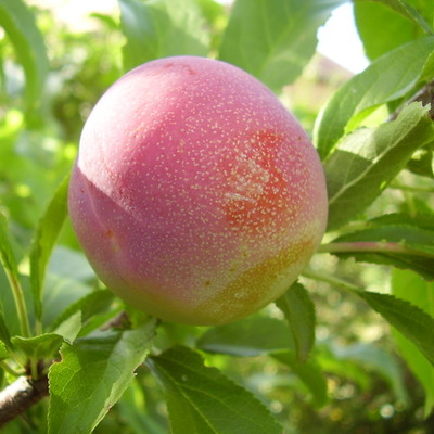 Timeline: Проект "Мичуринские яблоки: из века в век