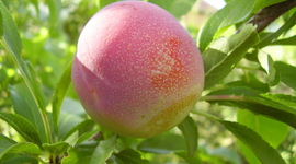 Timeline: Проект "Мичуринские яблоки: из века в век