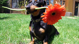 Timeline: Bark To Your Heart Song Contest