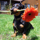 Dachshund holding sunflower