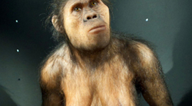 Timeline: EVOLUCION HOMBRE