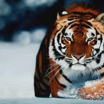 Timeline: juliaallison's timeline