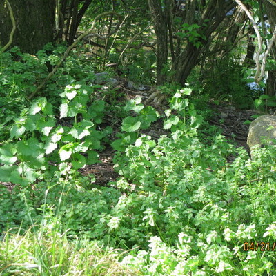 Timeline: Native Planting Project Timeline