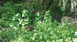 Timeline: Native Planting Project Timeline