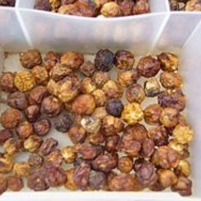 Timeline: Bush Tomatoes