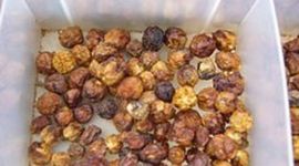 Timeline: Bush Tomatoes