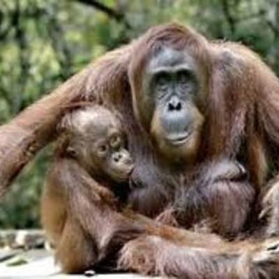 Timeline: Mi evolución